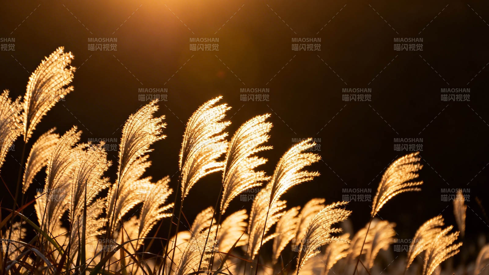 夕阳芦苇 金光摇曳图片