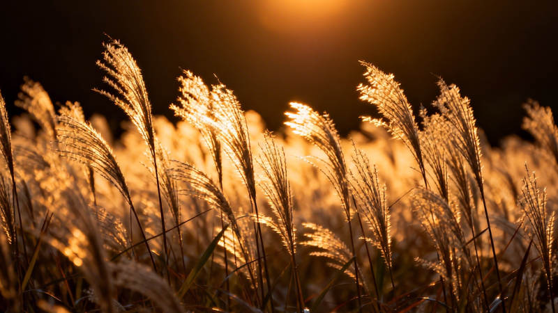 夕阳下的芦苇荡图片