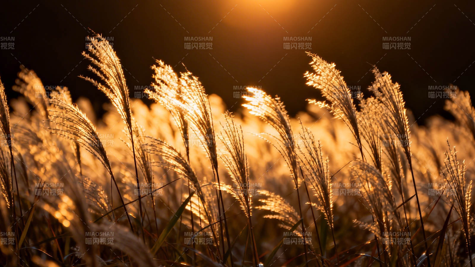 夕阳下的芦苇荡图片