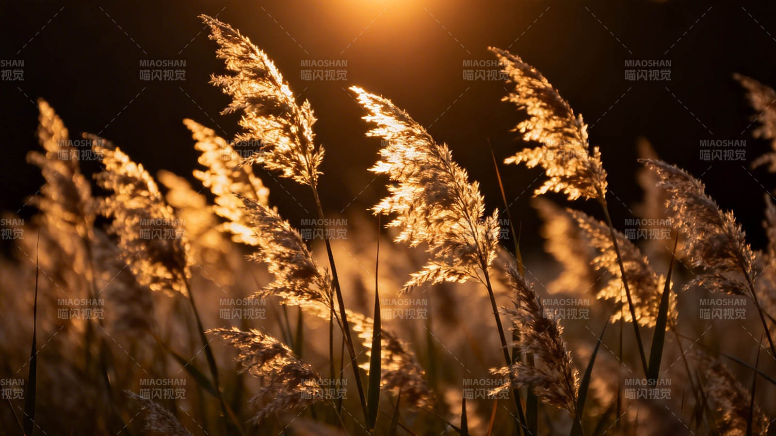 夕阳芦苇 金光摇曳图片