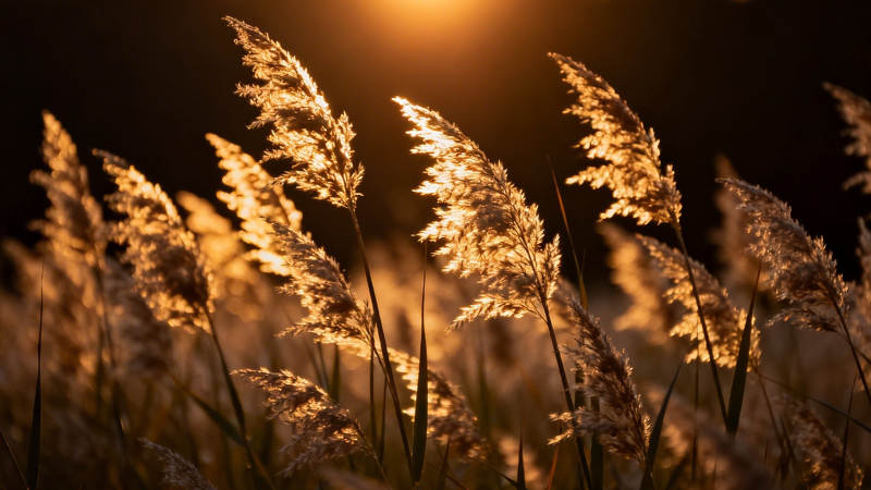 夕阳芦苇 金光摇曳图片