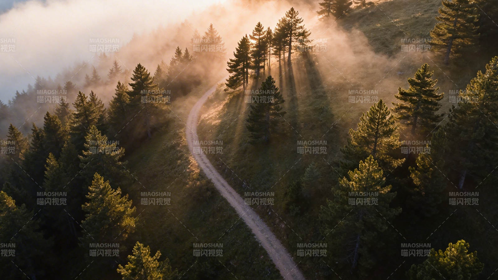 晨雾林径 光穿树影图片