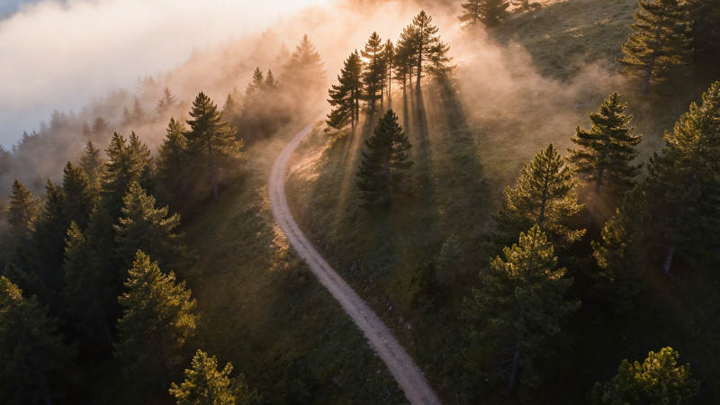 晨雾林径 光穿树影图片