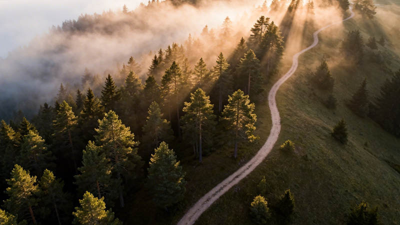 晨雾林径 光穿树影间图片