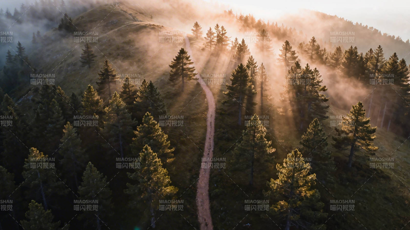 晨雾穿林 小径通幽境图片