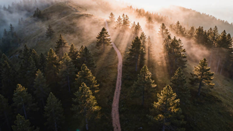 晨雾穿林 小径通幽境图片