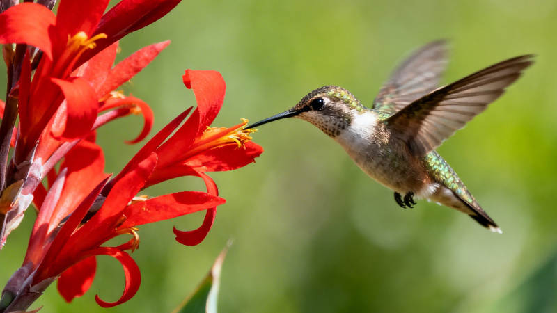 蜂鸟采红花 振翅瞬间美图片