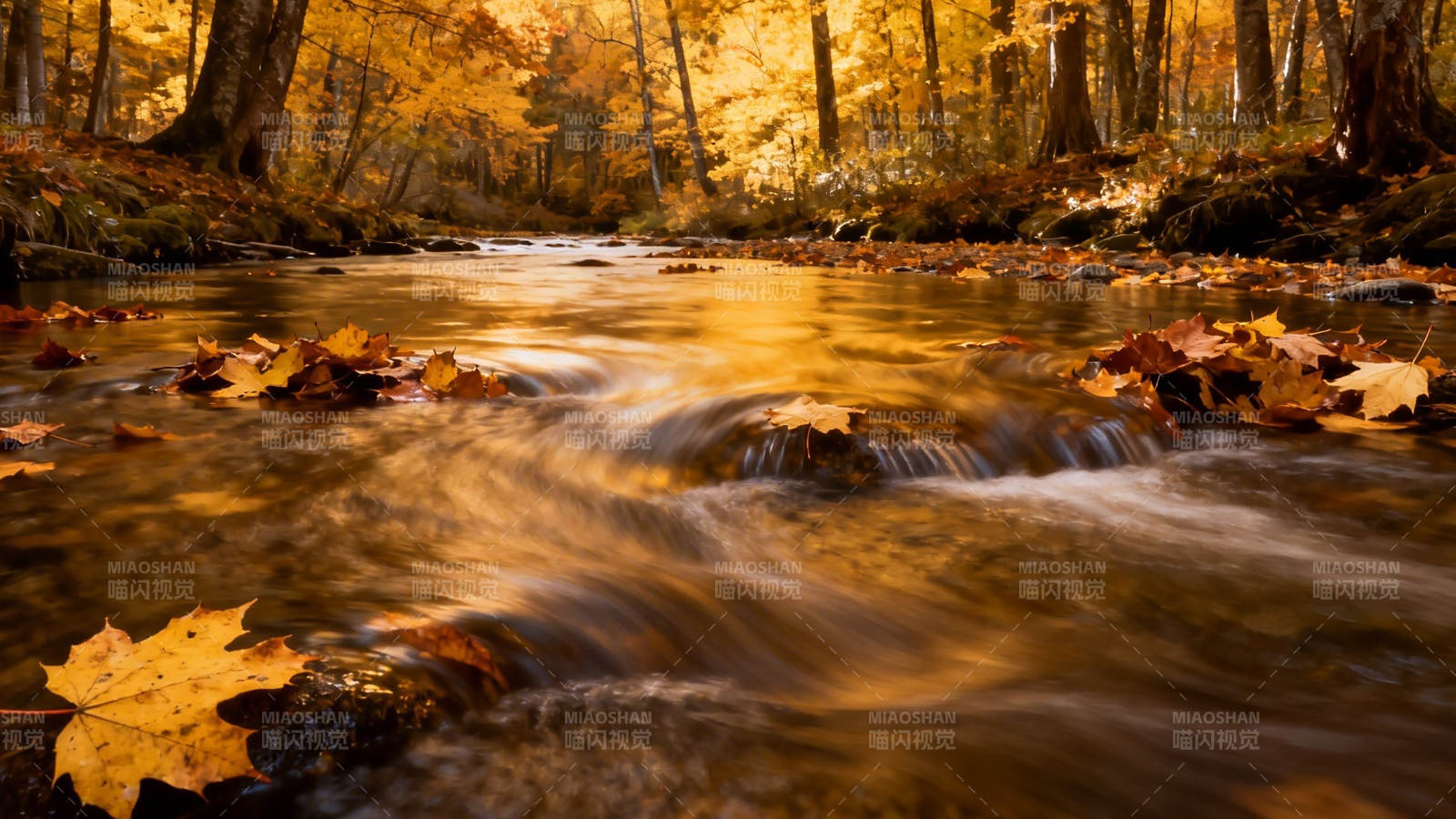 秋溪落叶 金流映林图片