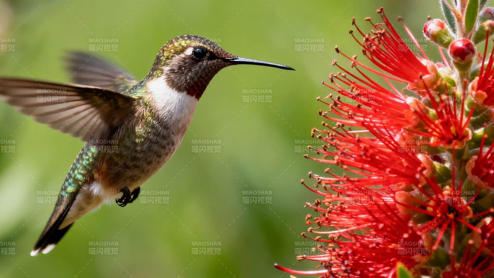 蜂鸟采蜜红花间图片