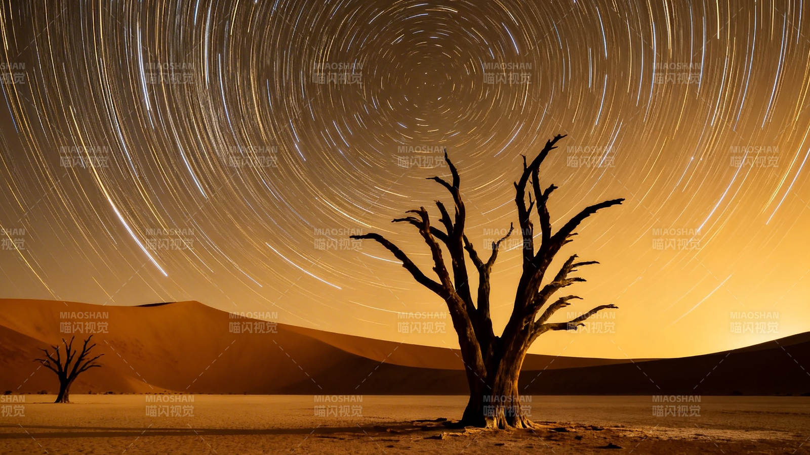 星轨旋舞 枯树守荒漠图片