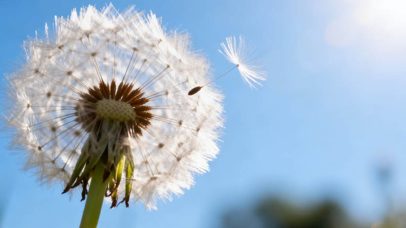 蒲公英随风飘散图片