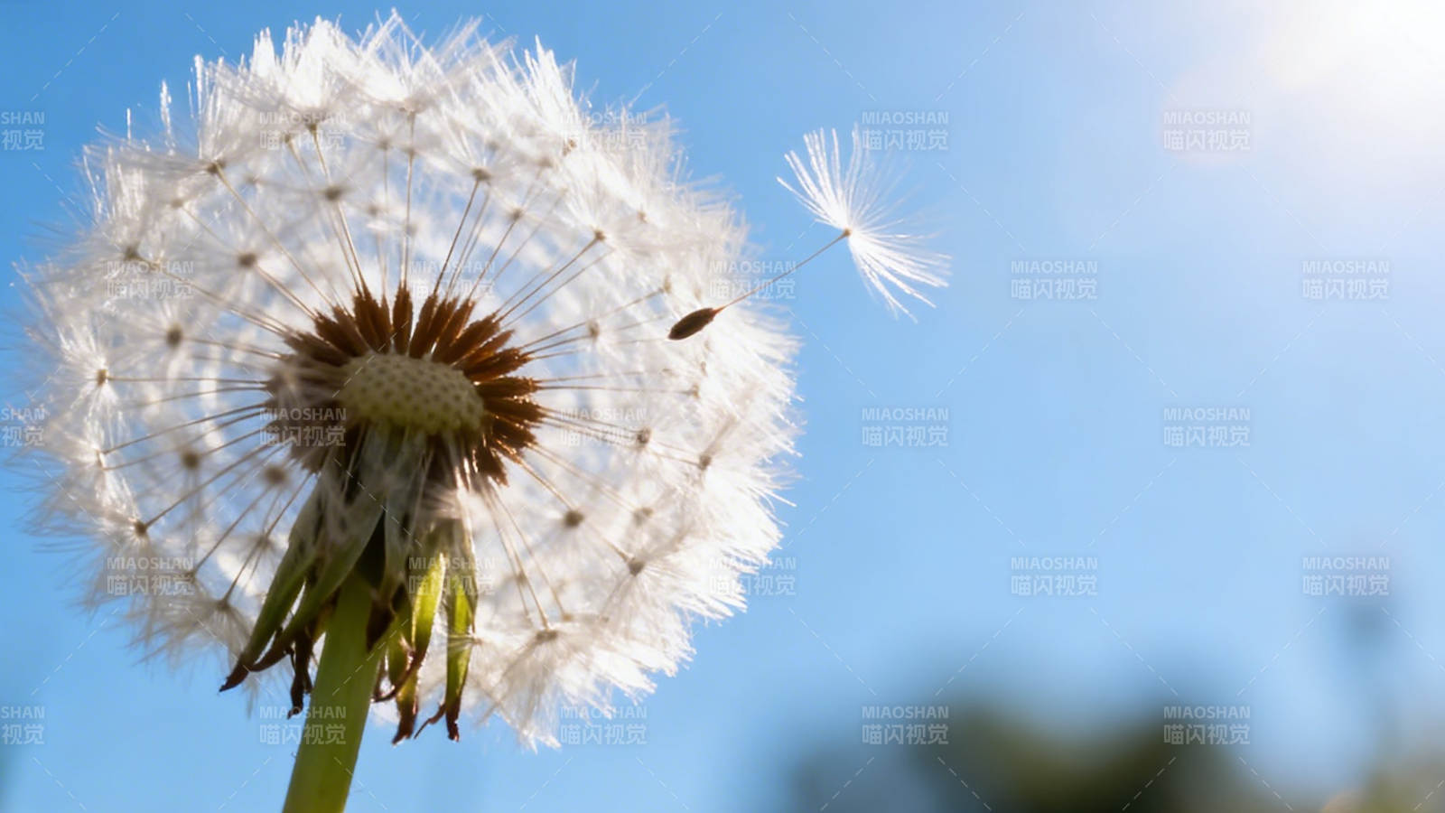 蒲公英随风飘散图片