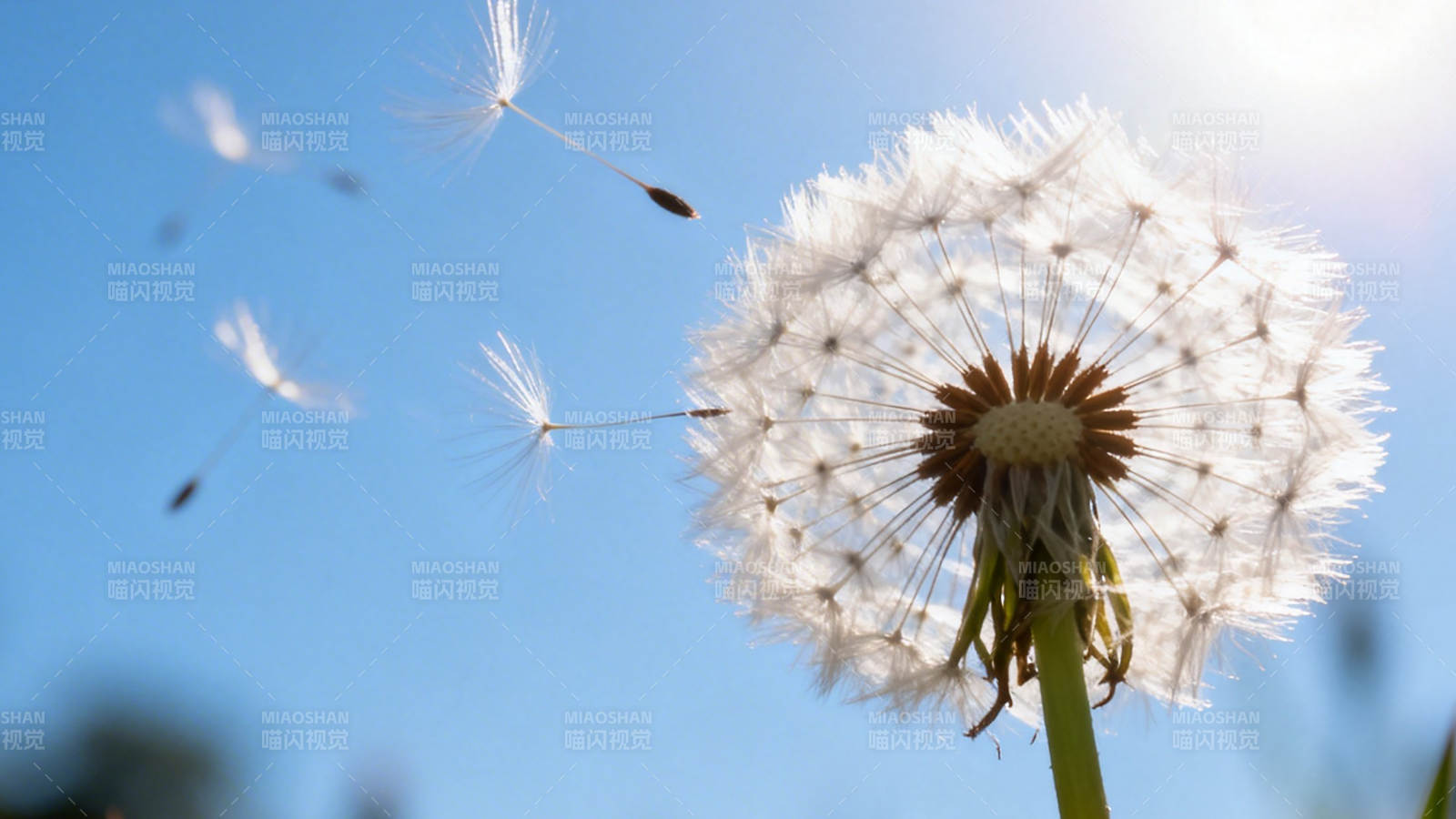 蒲公英随风飘散图片