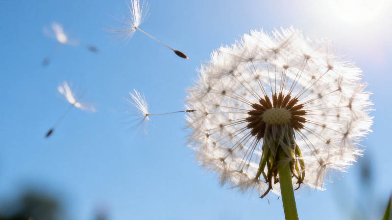 蒲公英随风飘散图片
