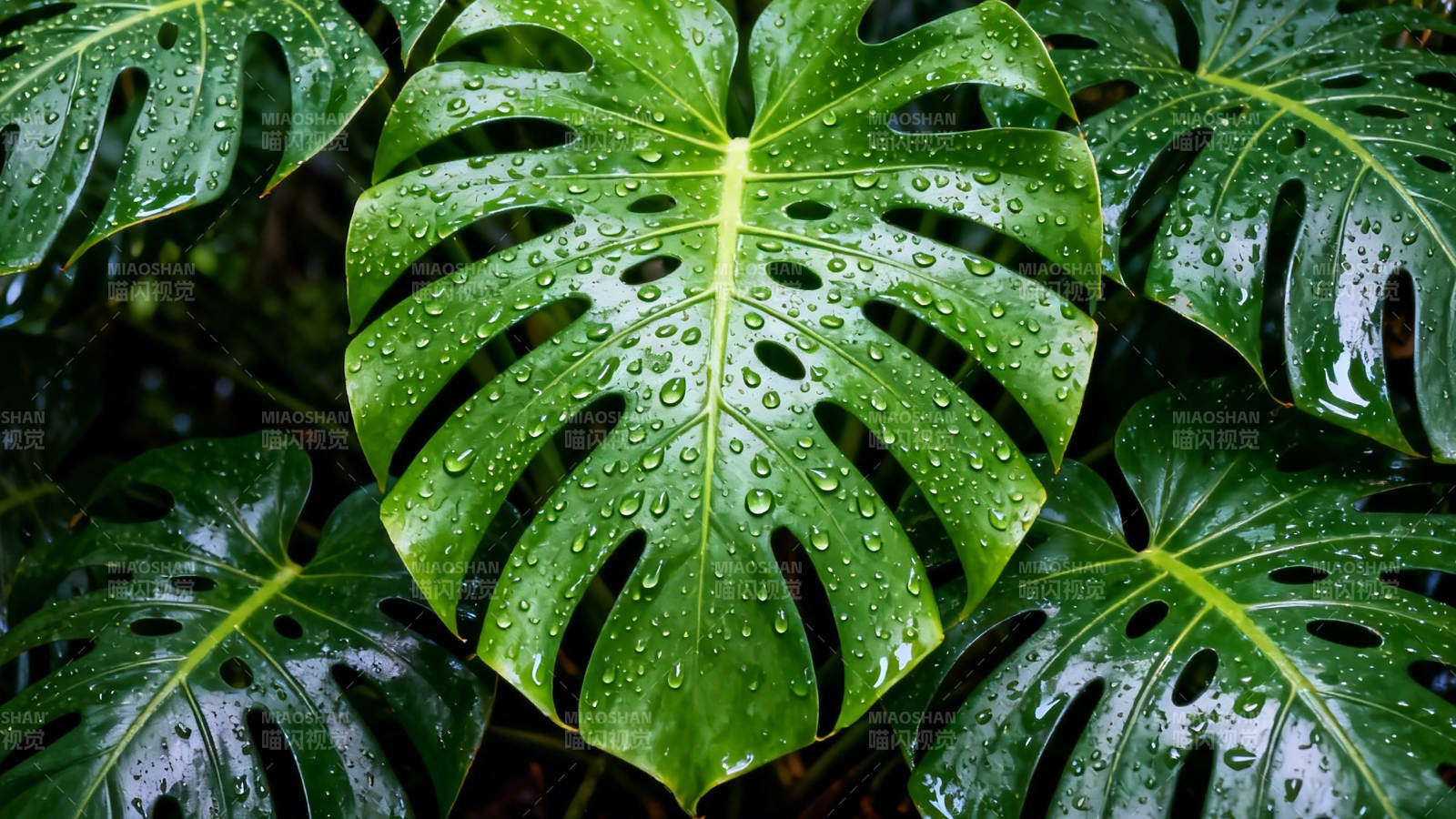 雨滴轻吻龟背竹绿叶图片