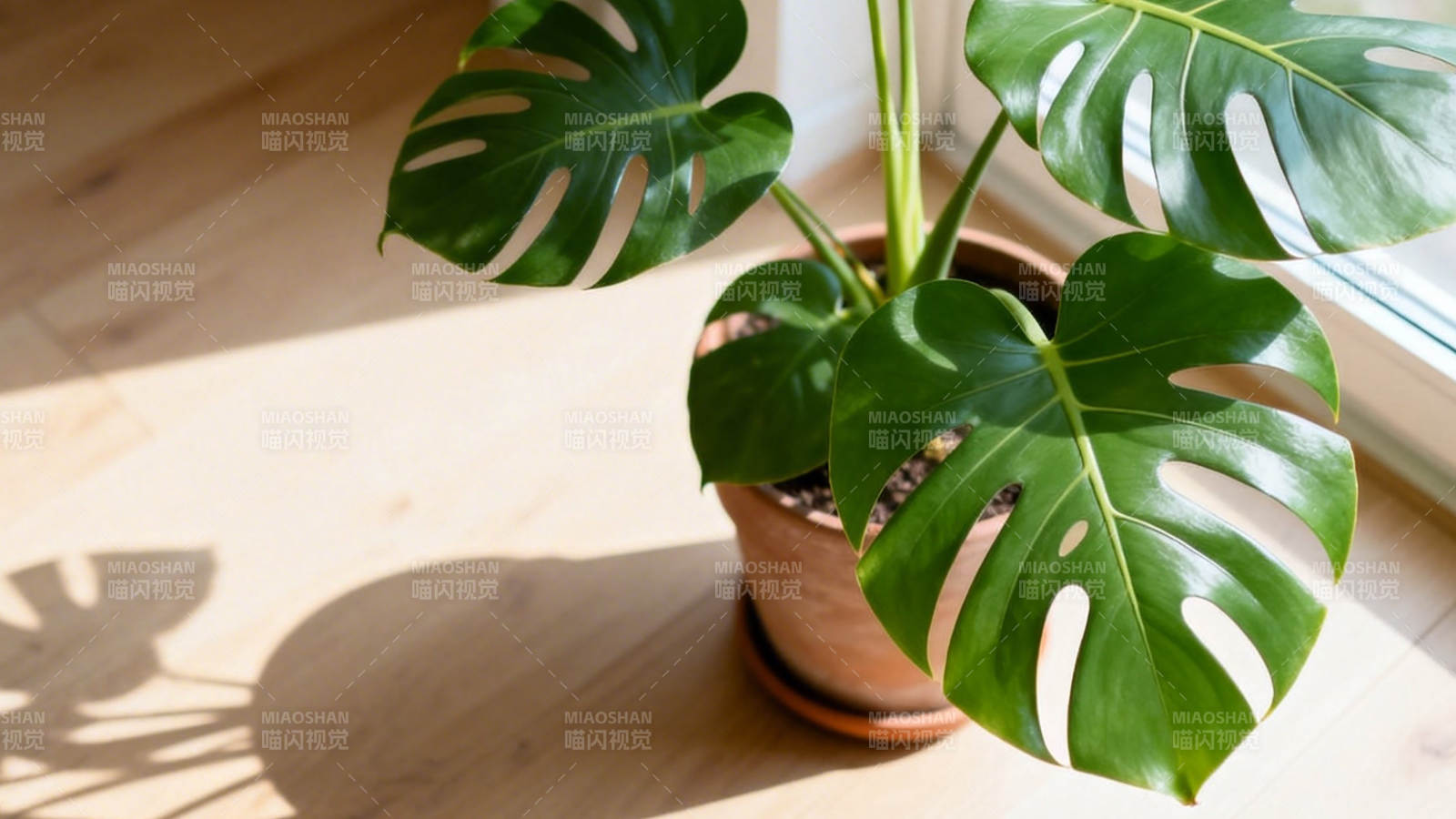 阳光下的龟背竹绿意盎然图片