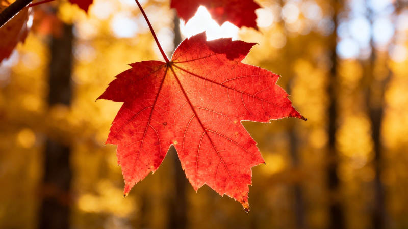 秋叶红艳 林间暖阳图片