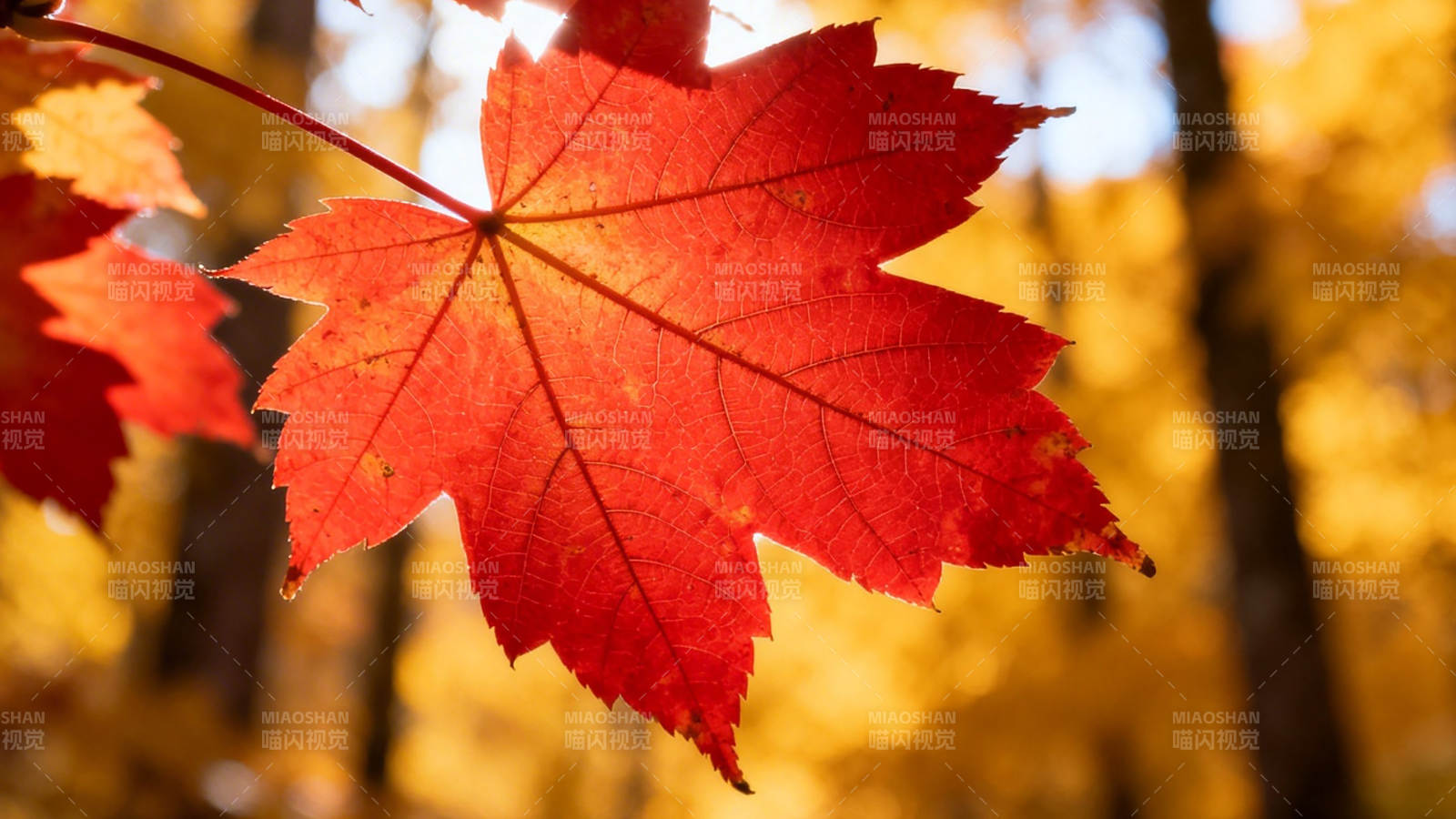 秋叶红艳 金林如画图片