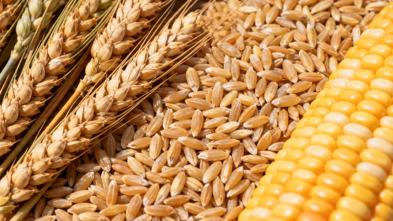 麦稻玉米 丰收三宝图片