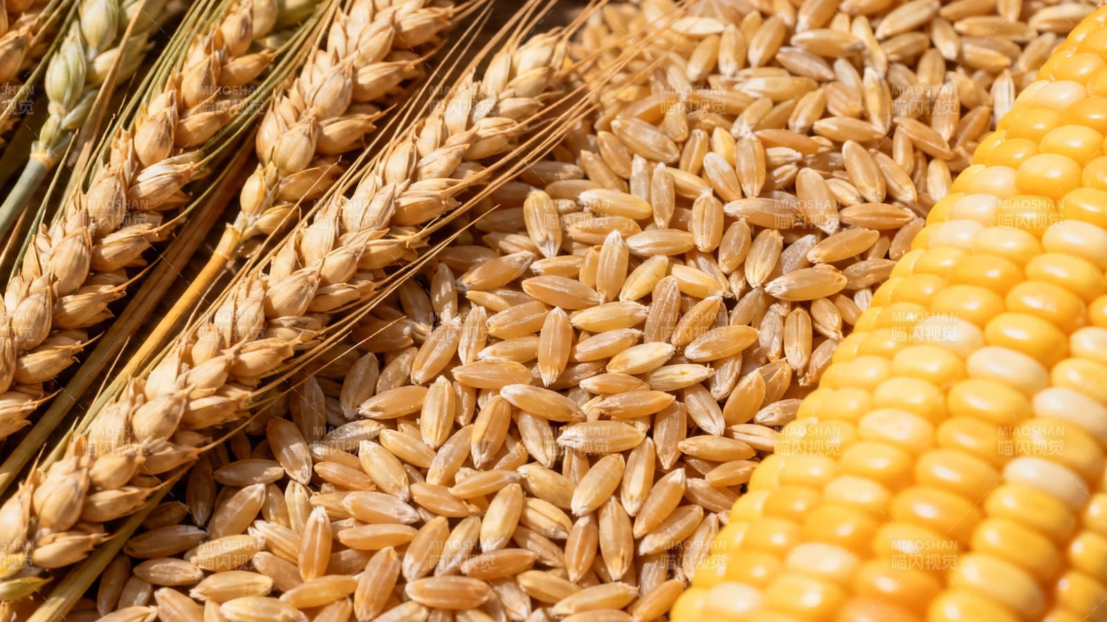 麦稻玉米 丰收三宝图片