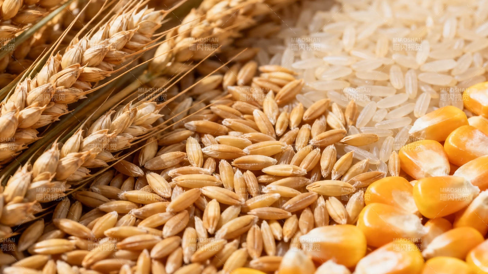 五谷丰登 麦稻玉米齐聚图片