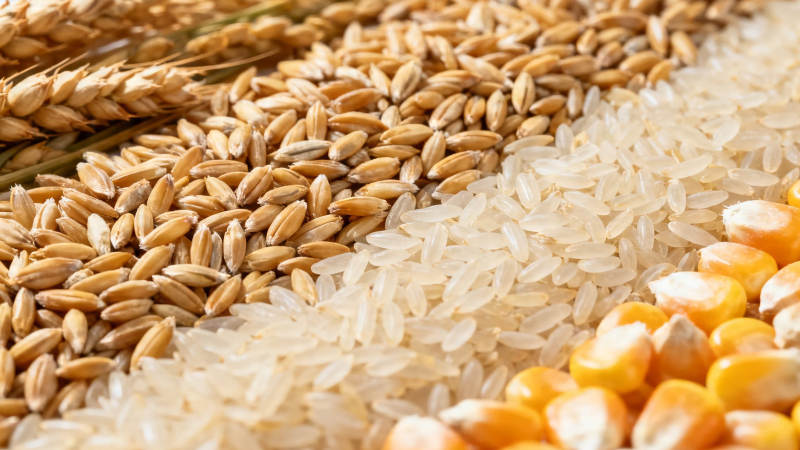 五谷丰登 麦稻玉米齐聚图片