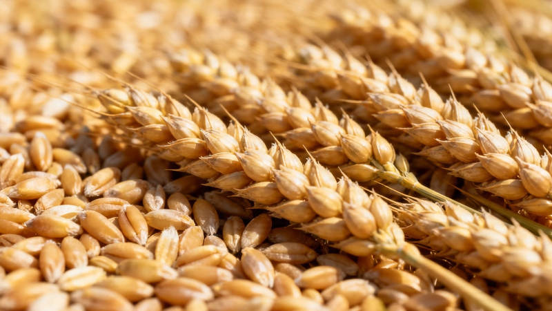 金黄麦穗与谷粒特写图片