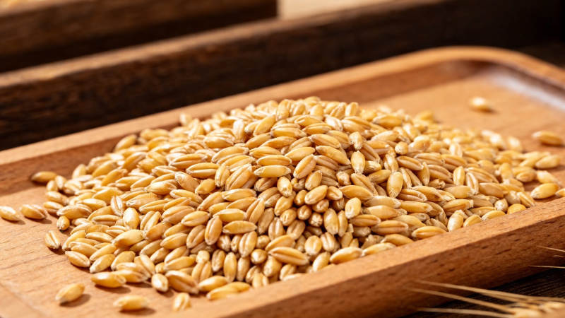 木盘盛麦粒 金黄饱满香图片