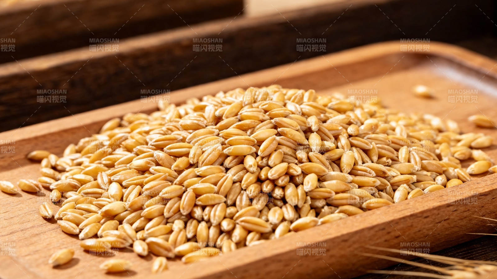 木盘盛麦粒 金黄饱满香图片