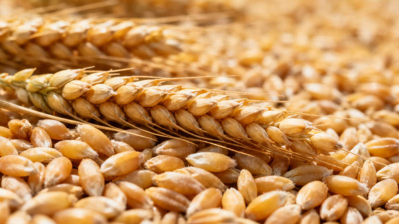 金黄麦穗与饱满麦粒特写图片