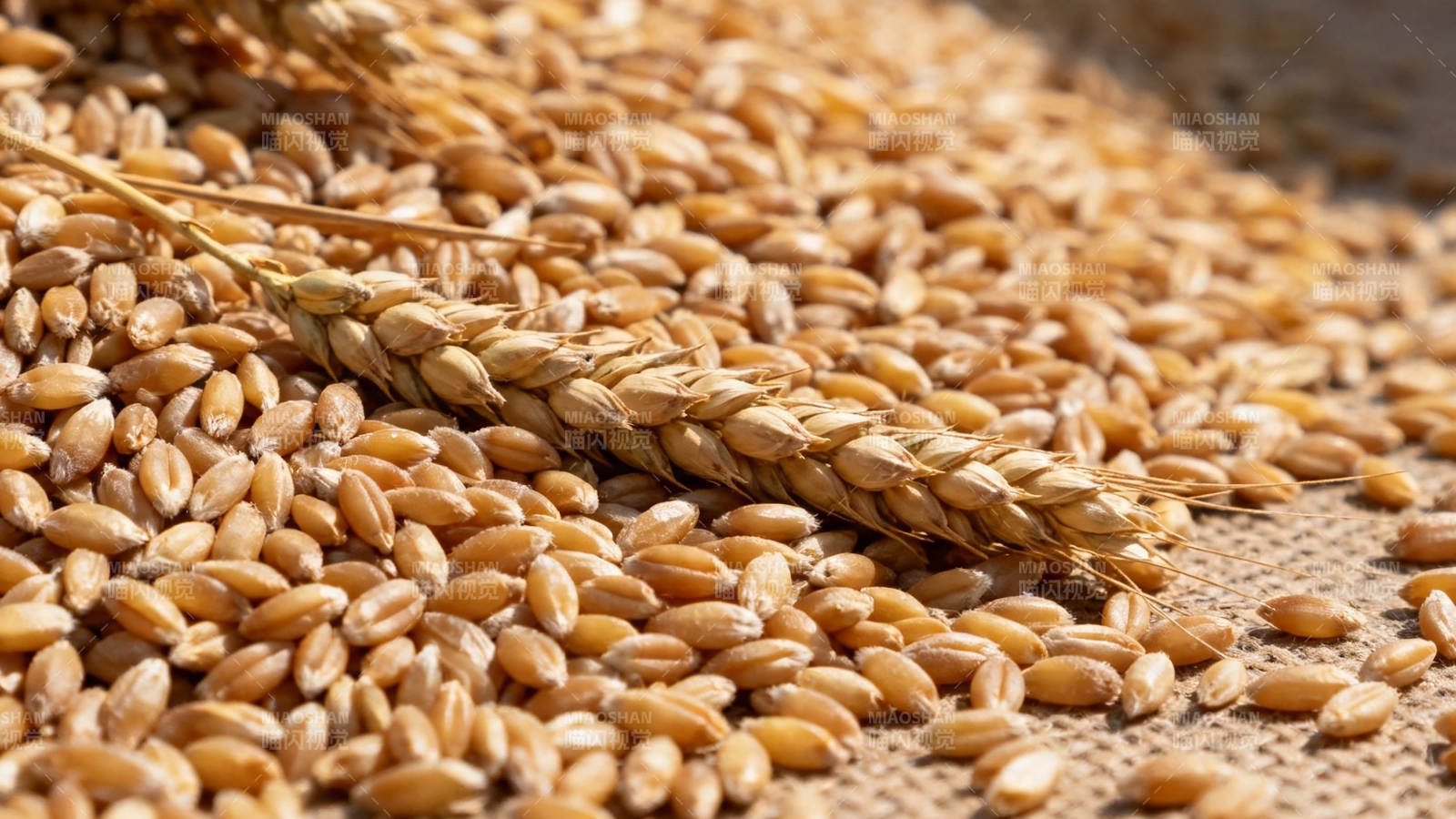 金黄麦粒与麦穗特写图片