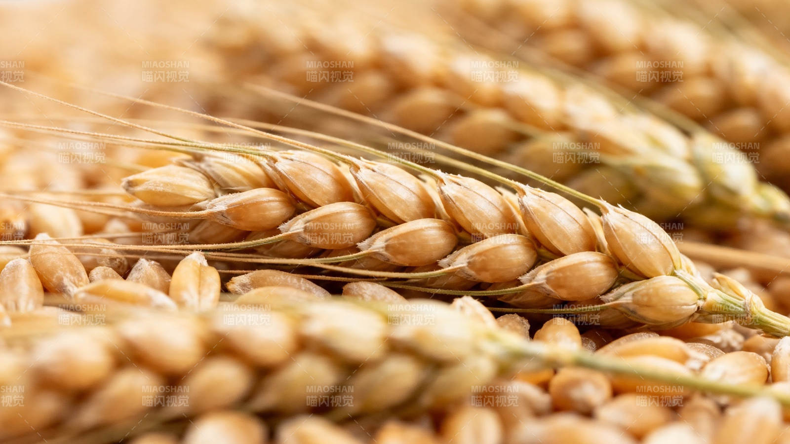 金黄麦穗特写图片