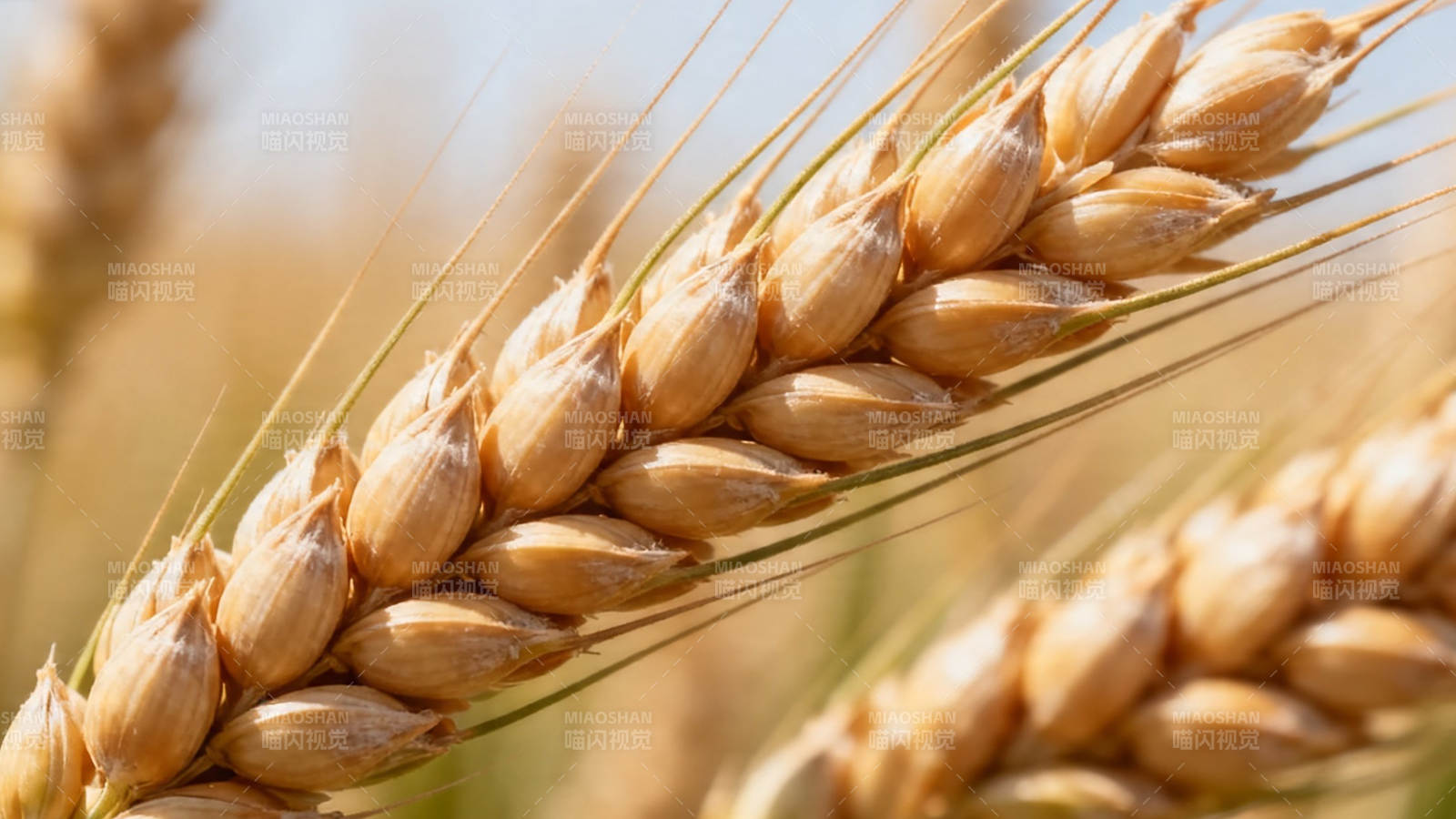 金黄麦穗迎丰收图片