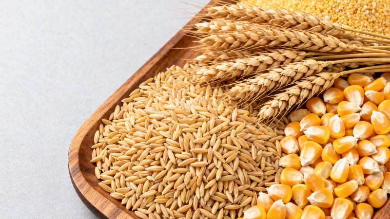 五谷丰登 麦稻玉米同盘呈现图片