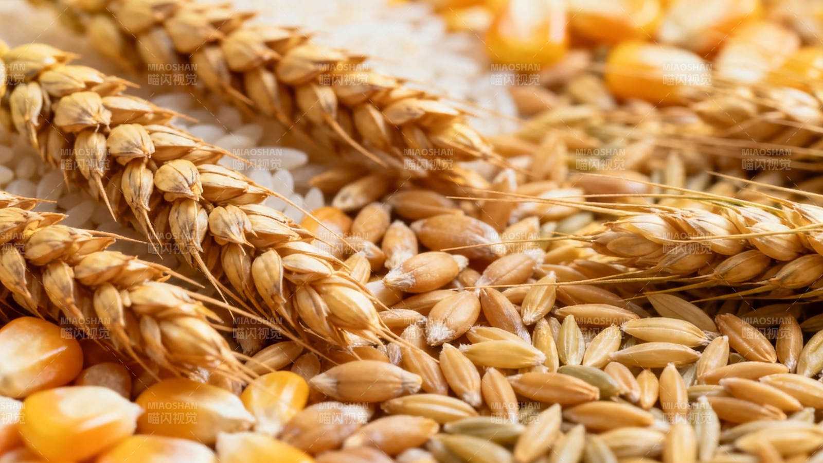 五谷丰登 粮满仓廪图片