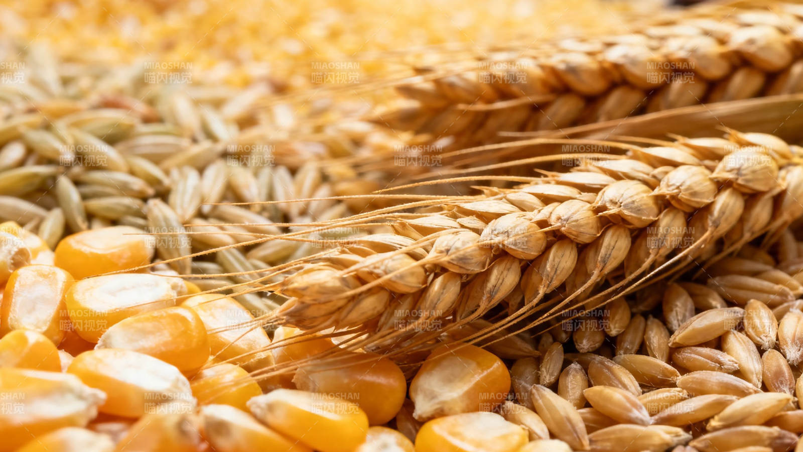 金黄麦穗与玉米粒特写图片
