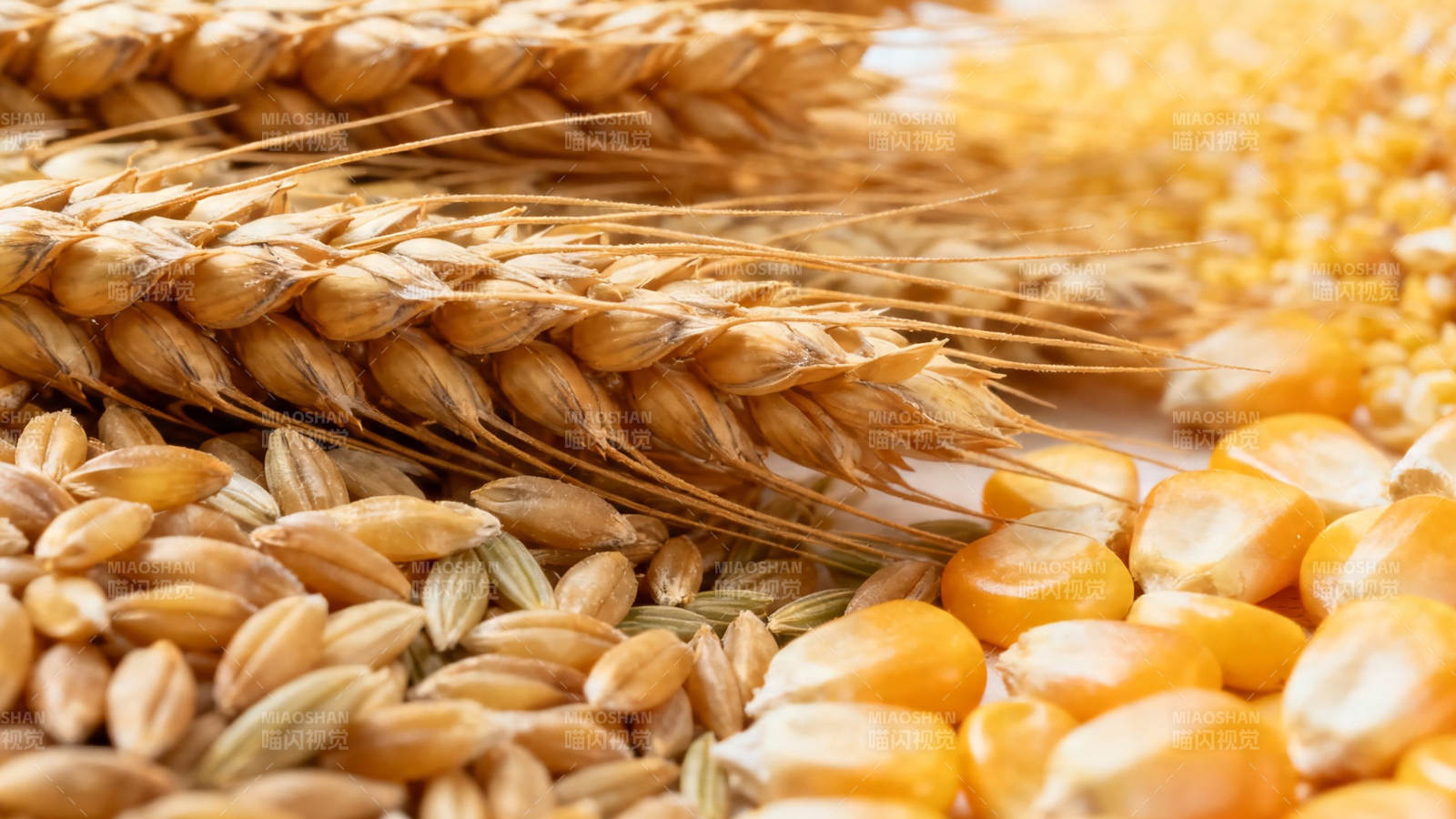 金黄麦穗与玉米粒特写图片