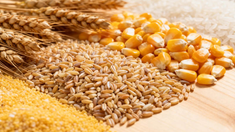 五谷丰登 麦玉米稻粟齐聚图片