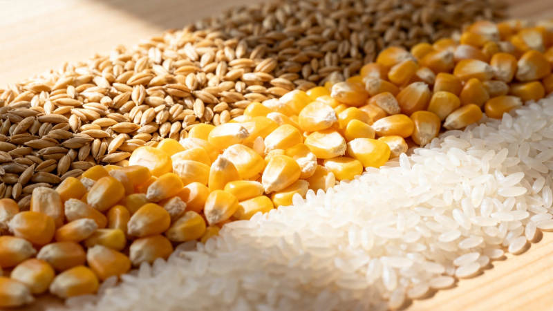 谷物三色带 麦玉米米图片