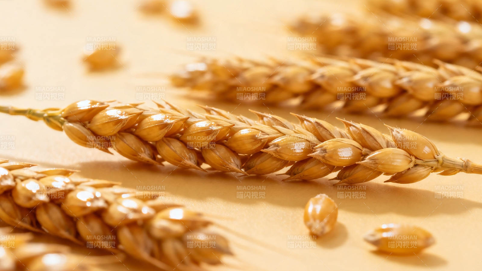 金黄麦穗 丰收在望图片