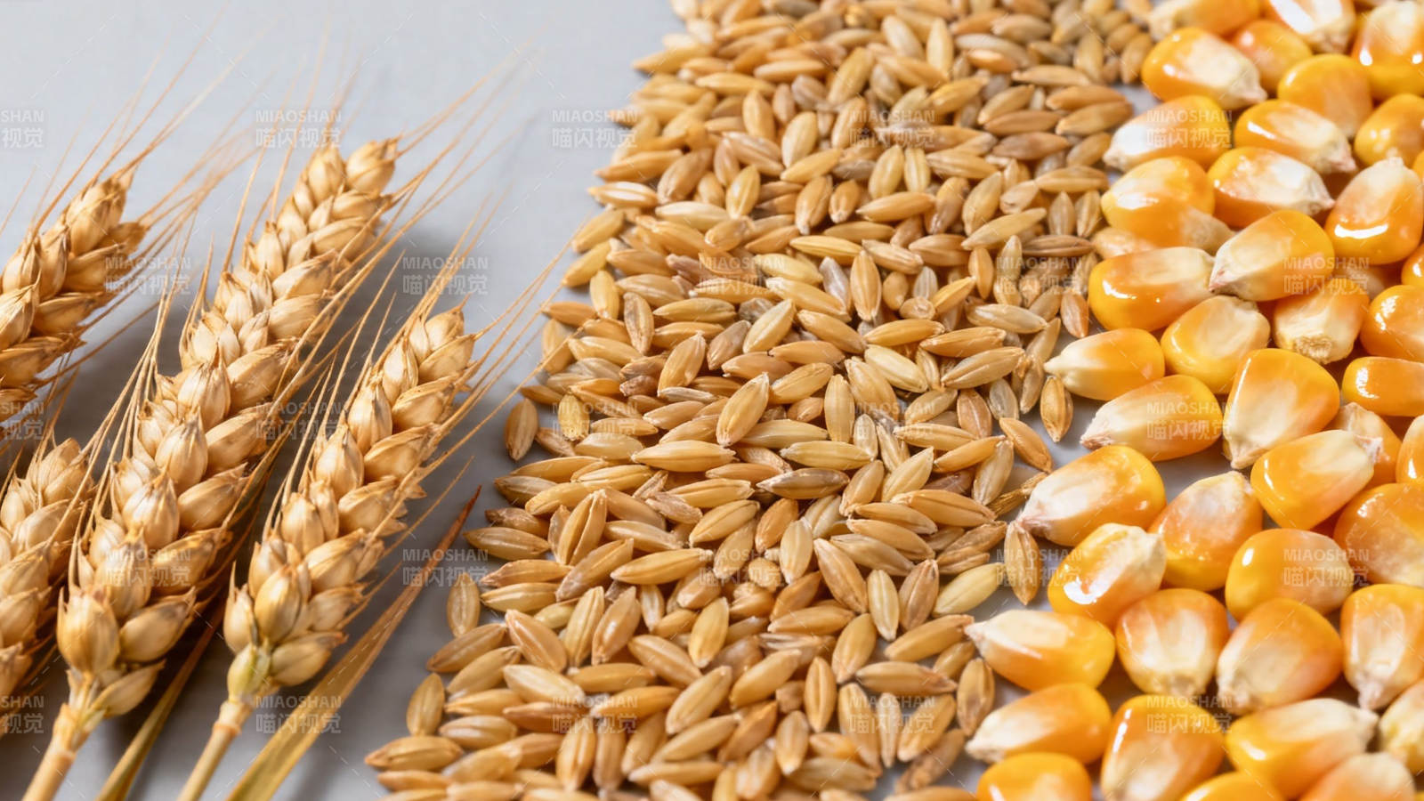 麦穗玉米粒 丰收好光景图片