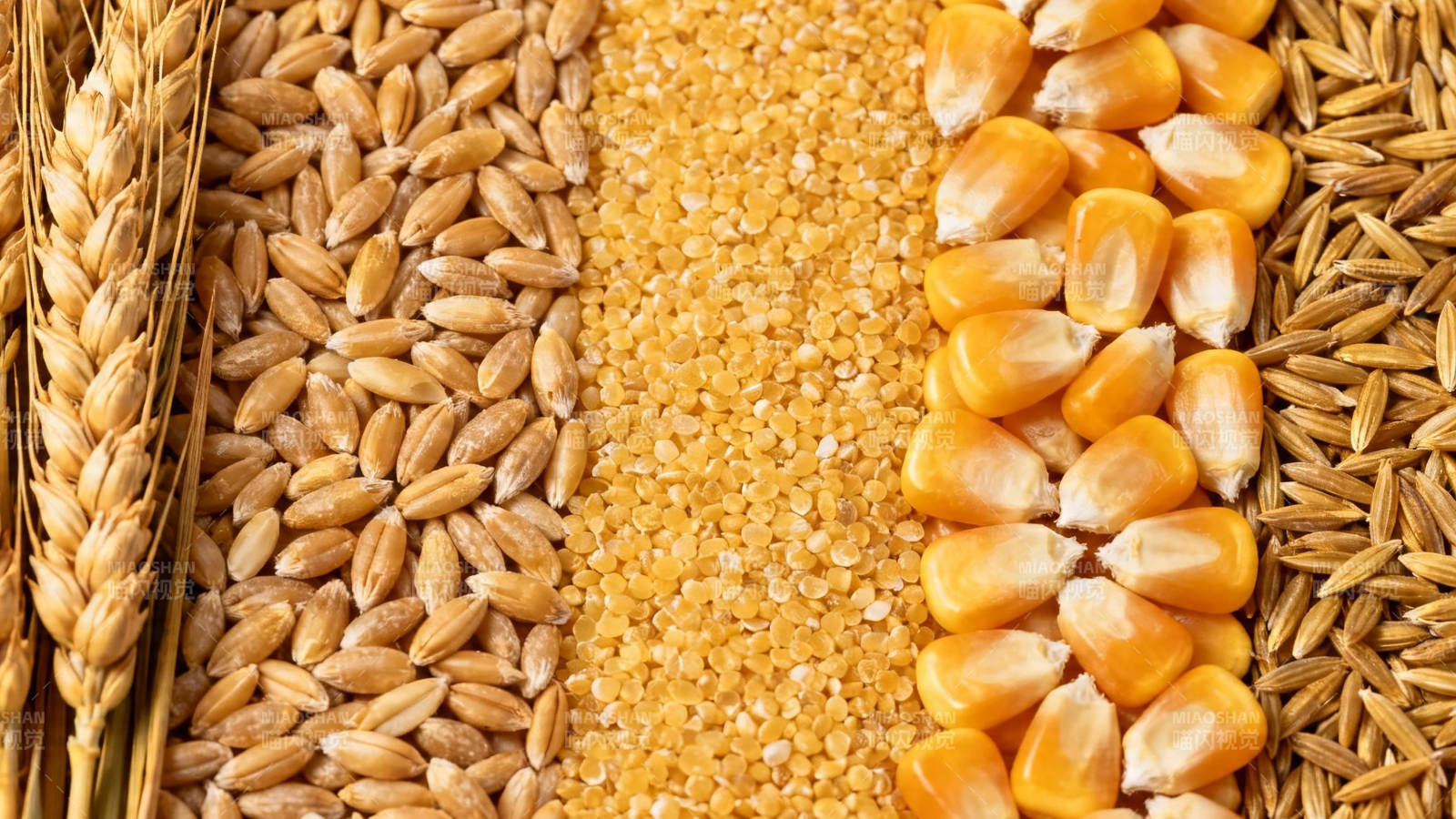 五谷丰登 麦玉米稻齐聚图片
