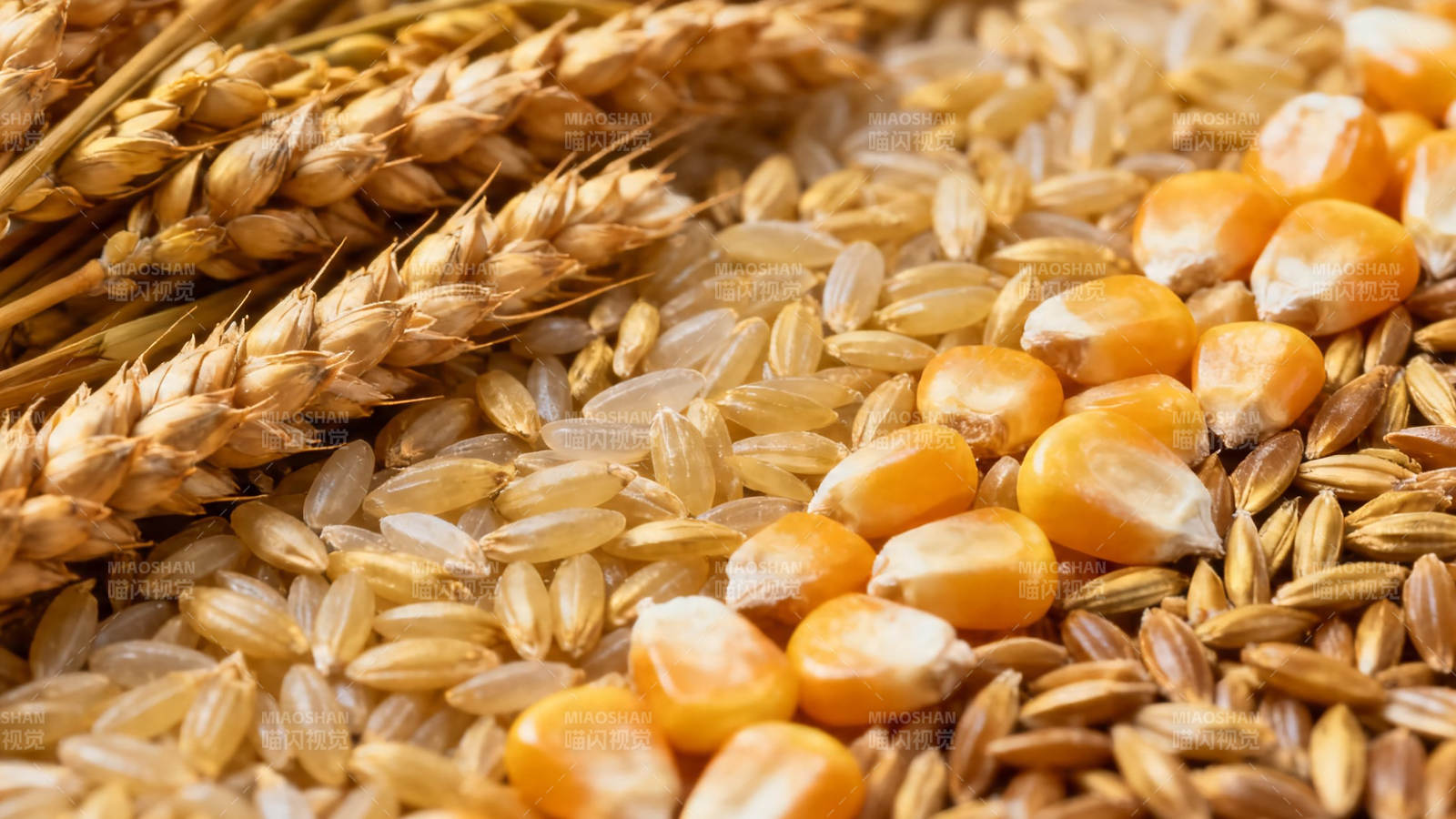 五谷丰登 麦稻玉米齐聚图片