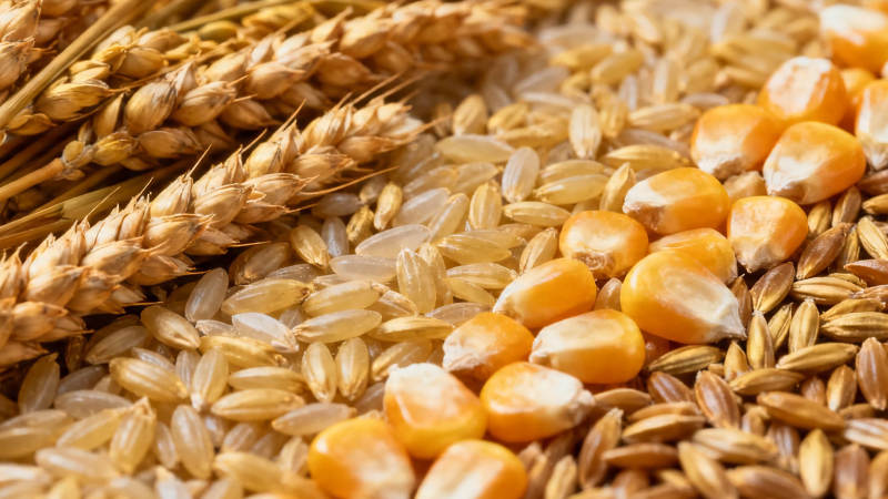 五谷丰登 麦稻玉米齐聚图片