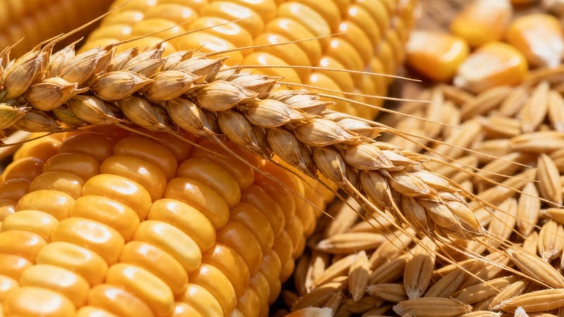 玉米小麦丰收景图片