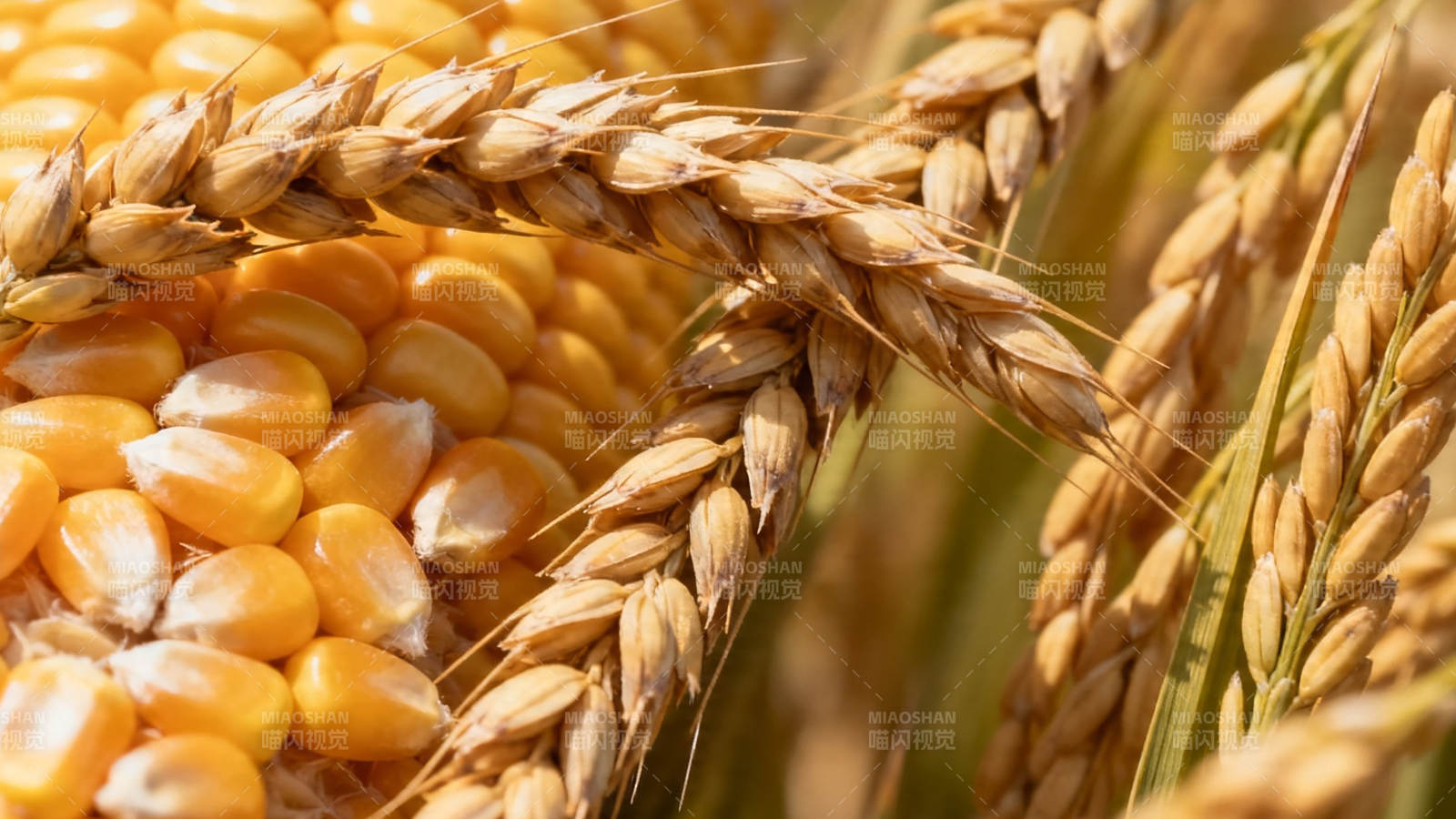 玉米小麦丰收景图片