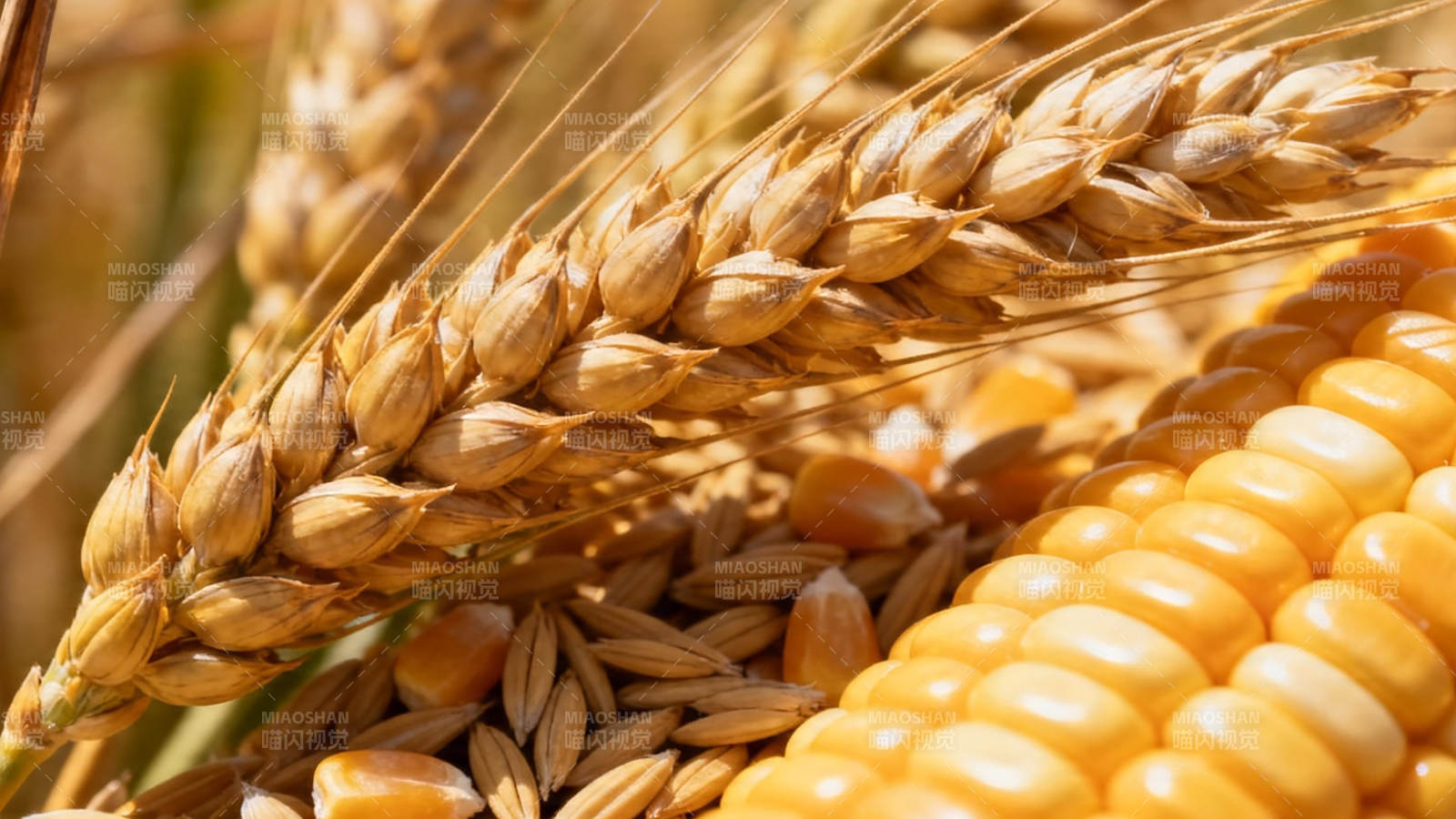 麦穗玉米丰收景图片