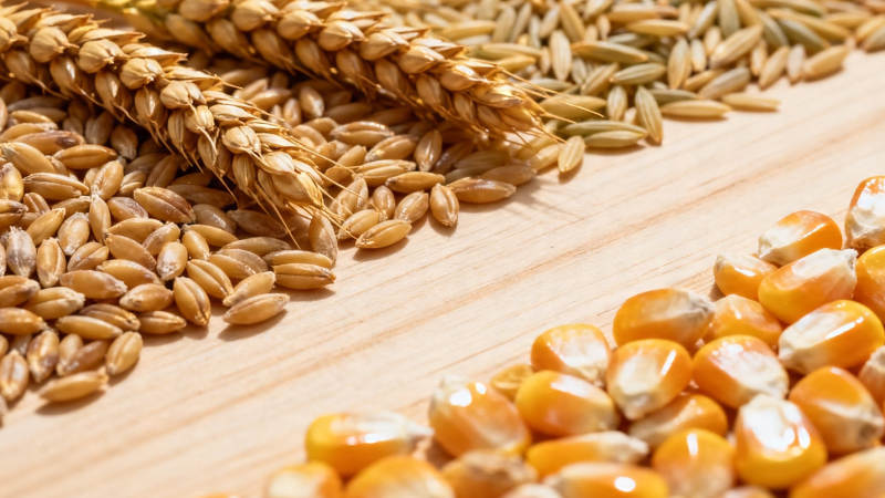 麦穗玉米粒 丰收好时节图片