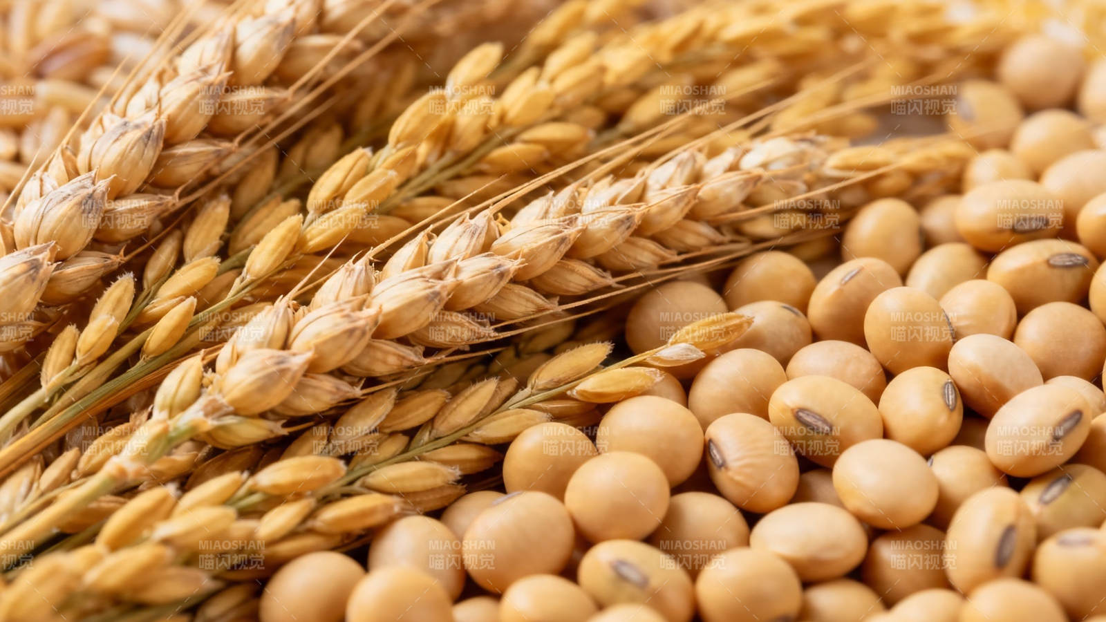 麦穗与大豆丰收特写图片