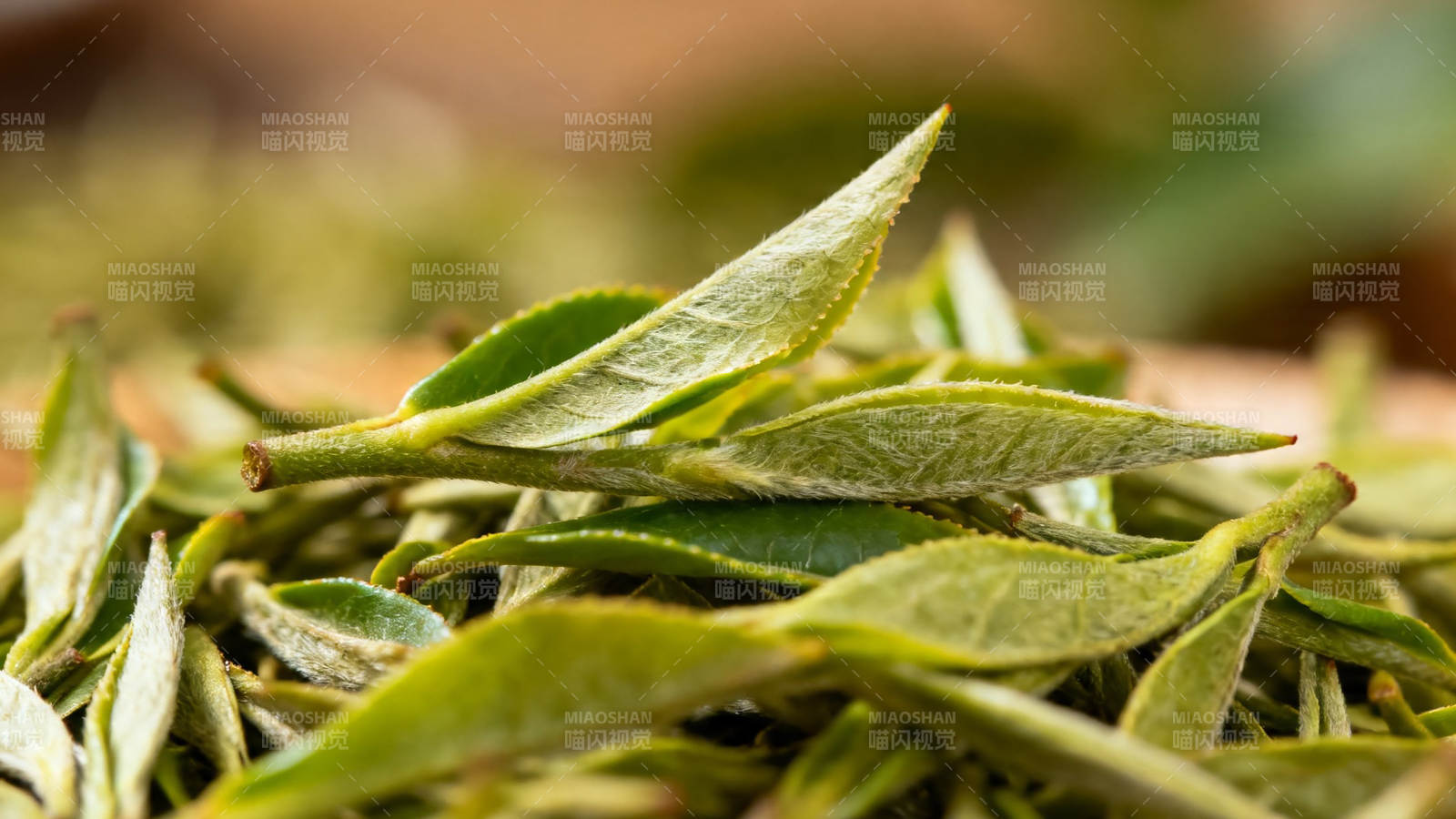 嫩绿茶叶特写 清新自然图片